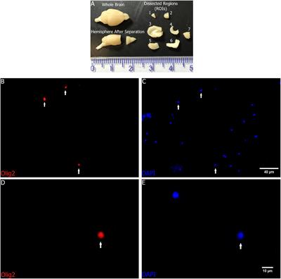 The Absolute Number of Oligodendrocytes in the Adult Mouse Brain